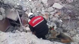Jandarmanın dedektör köpeğinin yardımıyla enkazlarda 6 cenazeye ulaşıldı