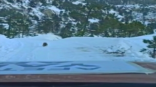 Kahramanmaraş’ta yolunu kaybeden yardım ekibine bölgedeki bir köpek rehberlik etti 