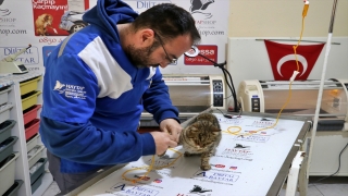 Gaziantep’te 120 saat sonra enkazdan kurtarılan kedi Osmaniye’de tedaviye alındı