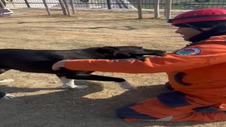 Kepez Belediyesi Arama Kurtarma Ekibi enkazdan çıkardığı köpeği sahiplendi