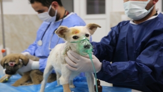 Depremde yaşamını yitiren ailenin köpeğine Gaziantep’te veterinerler bakacak