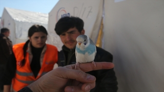 Muhabbet kuşu ”Maviş”in sıra dışı çıkardığı sesle depreme uykuda yakalanmadılar