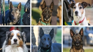 Arama kurtarma köpekleri, hassas burunlarıyla enkaz altındaki yüzlerce cana umut oldu