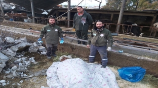 Hatay’da depremde kısmen çöken ahırdaki büyükbaş hayvan 15 gün sonra kurtarıldı