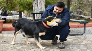 Depremde tek bacağını kaybeden köpeğe protez takıldı