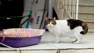 Kedisi ”Melisa”ya depremden 18 gün sonra kavuştu