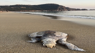 Alanya’da sahilde ölü 2 caretta caretta bulundu