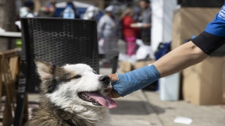 Hatay’da ”Aleks” isimli köpek depremin 22. gününde enkazdan canlı kurtarıldı