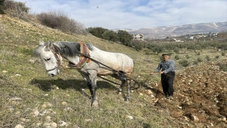 Deprem bölgesinde tarımsal faaliyet hareketleniyor