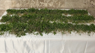 Adana’da 3 bin 250 kök kenevir ele geçirildi