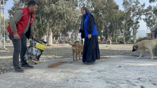 Depremler nedeniyle Hatay’a gönderilen mamalar sahipsiz hayvanlara ulaştırılıyor 