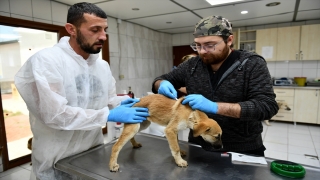 Hatay’da depremde yaralanan 12 köpek Antalya’da tedavi ediliyor