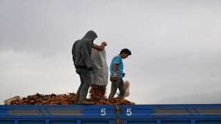 Hatay’daki depremzede tarım işçileri havuç mesaisinde