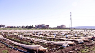 Hataylı çiftçi yevmiyeci bulamadığı için 30 dönümlük tarlasını ailesiyle çapalıyor