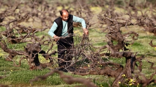 Hatay’da deprem nedeniyle evlerini terk eden çiftçiler, bahçelerinin bakımı için geri dönüyor
