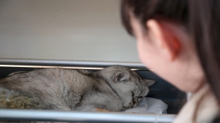 Kahramanmaraş’ta enkaz altında kalan kediye depremden 49 gün sonra ulaşıldı