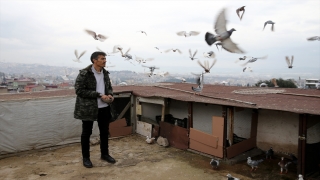 Depremin ardından sahipsiz kalan güvercinleri yakalayarak kümesinde besliyor