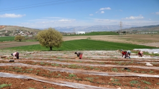 Depremzede tarım işçileri ramazanda tarlada emek harcıyor