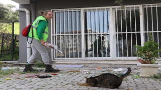 Hatay’da gönüllü hayvanseverler enkazdan can dostları kurtarıyor