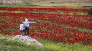 Hatay’da tarlalar gelinciklerle kaplandı