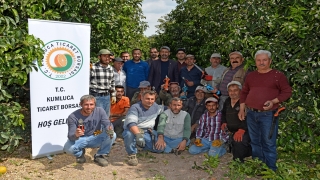Kumluca’da çiftçilere turunçgillerde budama eğitimi verildi