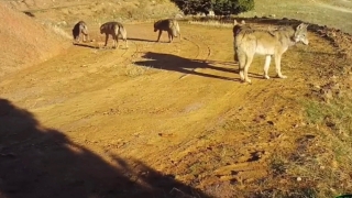 Burdur’da yaban hayatı fotokapanlara yansıdı