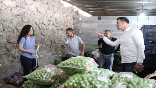 Silifke Belediye Başkanı Altunok, erik üreticilerini ziyaret etti