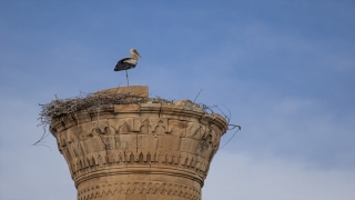 Kahramanmaraş depreminde şerefesi yıkılan minare leyleklere yuva oldu