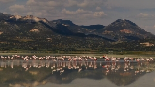 Burdur’daki Yarışlı Gölü’nü flamingolar hareketlendirdi