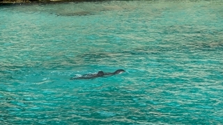 Nesli tehlikedeki Akdeniz fokları için ”mağaralara girmeyin” uyarısı