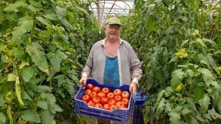 Finike’de domates üretimi artıyor