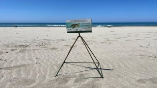 Caretta carettaların yuvalama alanı Patara kumsalına araç girişi önlensin çağrısı