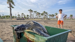 Mersin’de 2 yeşil deniz kaplumbağası denize bırakıldı