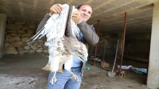 Kahramanmaraş’ta yaralı bulunan ”Yılan Kartalı” koruma altına alındı