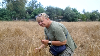 Mersin’de belediye işçilerinin ektiği karakılçık buğdayı hasat edildi