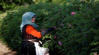 Gül bahçelerinin narin çiçekleri kadın eliyle ekonomiye kazandırılıyor