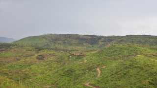 Manavgat’ta yanan ormanlık alanlarda yeşeren fidanlar 50 santimetreye ulaştı