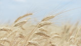 Kahramanmaraş’ta arpa ve buğday hasadı başladı