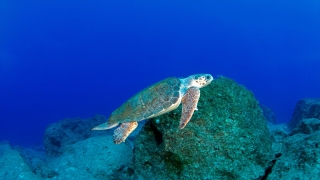 Kumsalda kilometrelerce yürüyüp caretta caretta yuvalarını kayıt altına alıyorlar