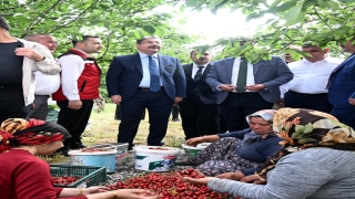 Osmaniye'de yılın ilk kiraz hasadı vali yılmaz'ın katılımıyla yapıldı