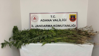 Adana’da evinde ve tarlasında kenevir ele geçirilen kişiye gözaltı