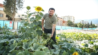 Kahramanmaraş'ta konteynerlerin arasında yeşerdi