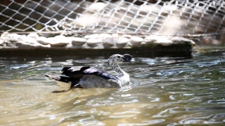 Antalya’da el konulan kuş türleri, yediemin olarak hayvanat bahçesinde tutuluyor