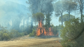 Antalya’da ormanlık alanda çıkan yangın kontrol altına alındı
