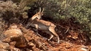 Kaş’ta yol kenarında 2 dağ keçisi görüntülendi