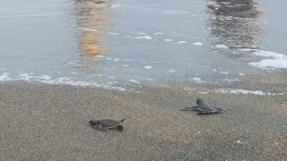 Hatay’da yumurtadan çıkan deniz kaplumbağası yavruları suyla buluştu