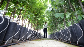 Antalya’nın batı ilçelerinde tropik meyve üretmek için Kumluca’da merkez kuruldu