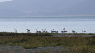 Burdur Gölü’nde beslenen flamingolar görüntülendi