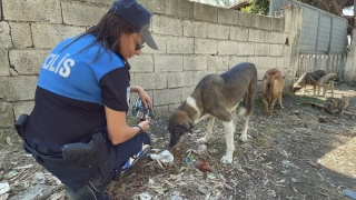 Hatay’da polis ve gönüllülerden sahipsiz hayvanlara mama desteği