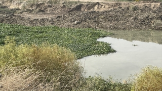 Hatay’da Asi Nehri’ni yeniden su sümbülleri kapladı